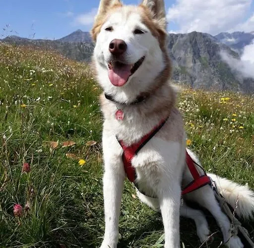 公寓 L'artesin Meleze